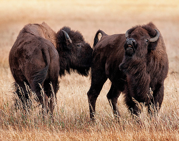 Two Bison