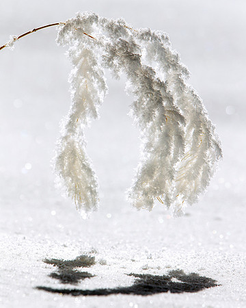 Frost