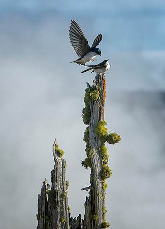 Swallows in Love