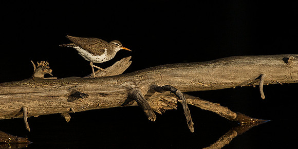 Spotted Sandpiper