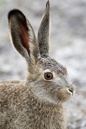 Snowshoe Hare
