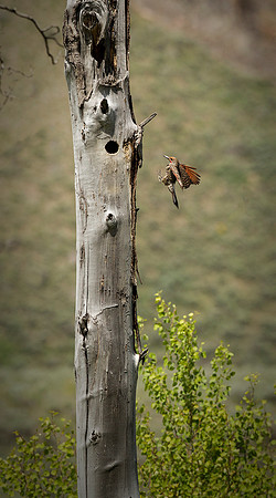 Red-shafter Flicker