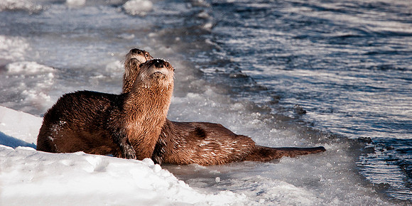Otter Oydessy