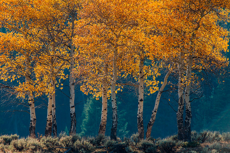 Aspens II