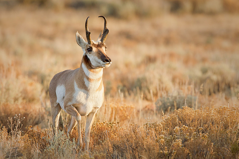 Lone Pronghorn