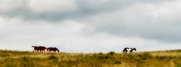 Wild Prairie