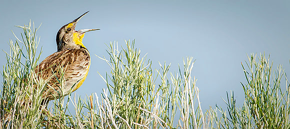 Western Meadowlark