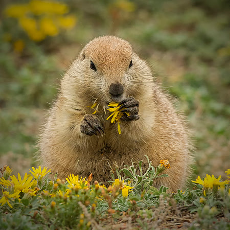 Eat More Flowers