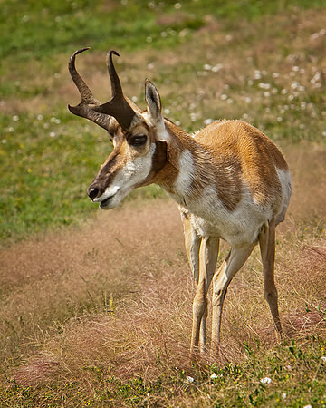 Pronghorn