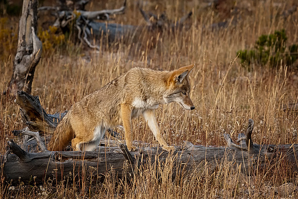 Coyote_0221