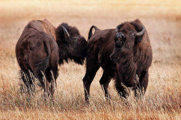 Two Bison