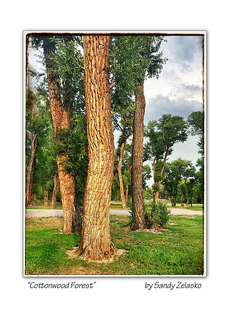 5x7 COTTONWOOD FOREST