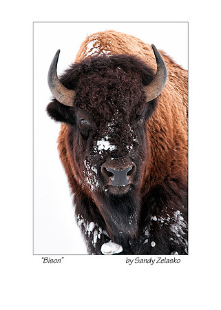 5x7 BISON HEAD