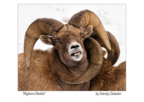 5X7 Bighorn Battle