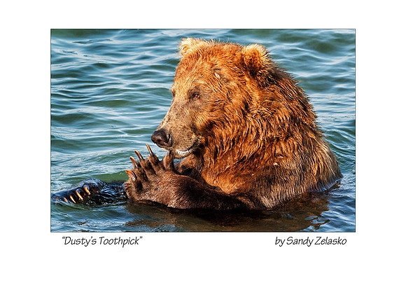 5X7 DUSTYS TOOTHPICK