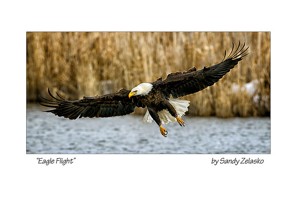 5X7 EAGLE FLIGHT