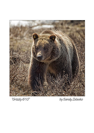 5x7 Grizzly 610
