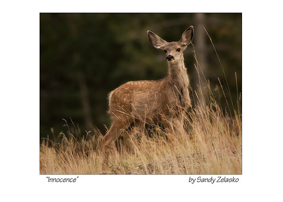 5X7 INNOCENCE