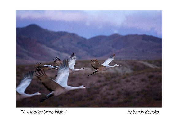 5X7 NM Crane Flight