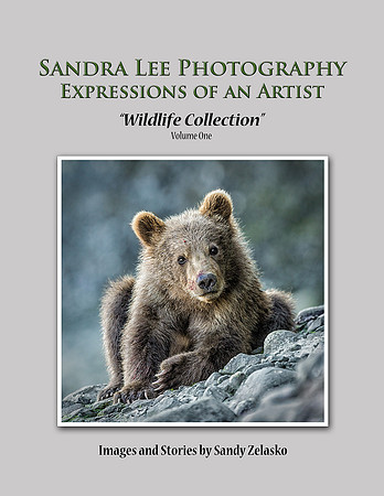 Sandra Lee Photography Expressions of an Artist book