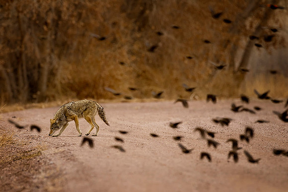 Coyote Searching