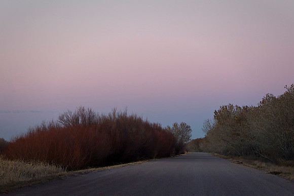 Twilight at Bosque