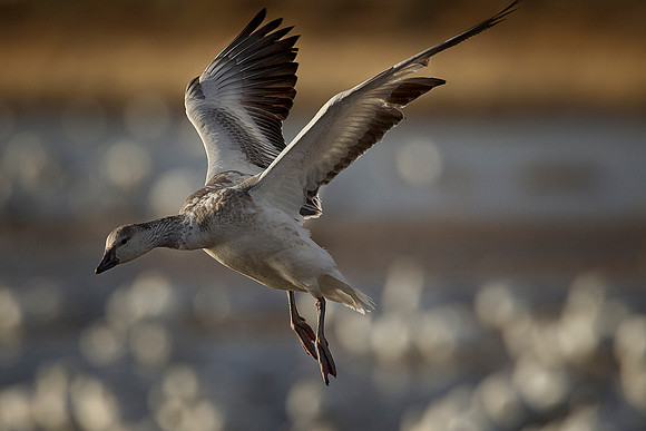 Incoming Snow Goose