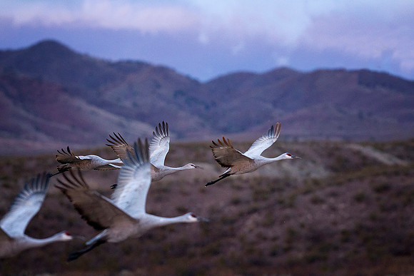 New Mexico Crane Flight