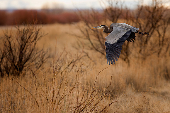 Great Blue Take Off
