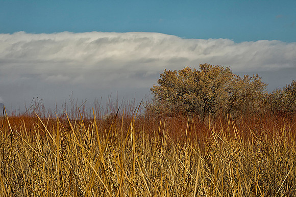 Tall Grasses
