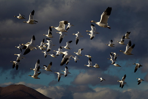 Snow Goose Explosion