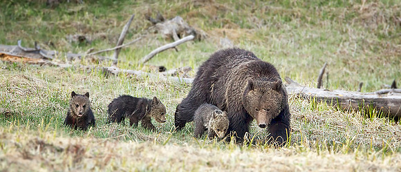 Grizzly family