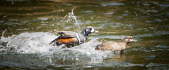 Harlequin Ducks