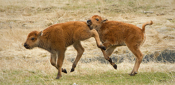 Bison at Play