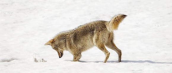 Coyote Searching
