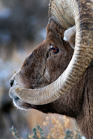 Ram's Eye
