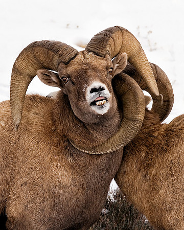 Bighorn Battle
