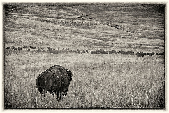 Migration