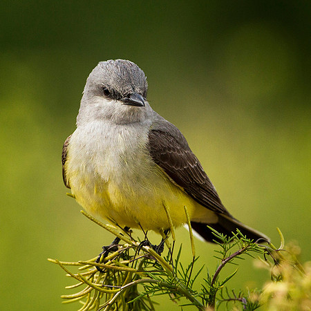 Western Kingbird Portrait