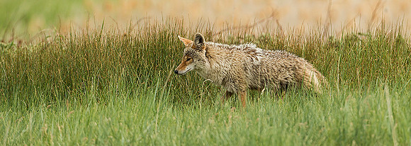 Coyote in Grass