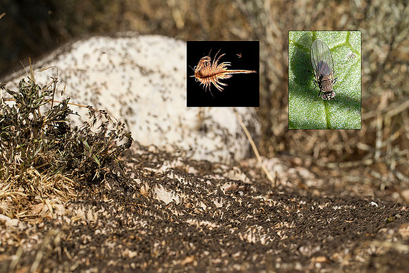 Brine Flies