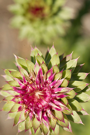 Flora on the Island