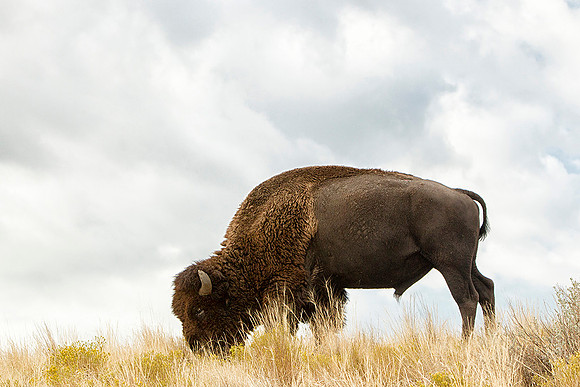 Bison in Clouds