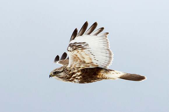 Rough-legged Hawk
