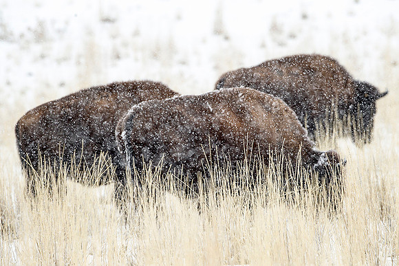 Bison on the Plains