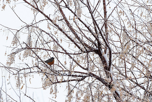 A Robin Perches