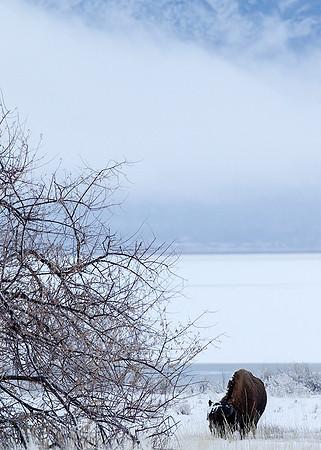 American Bison