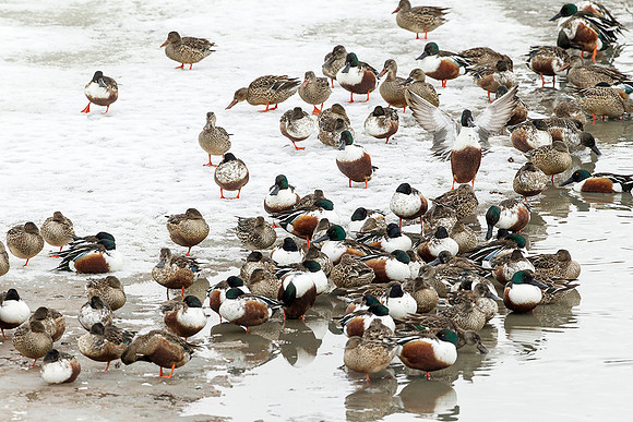 Northern Shovelers