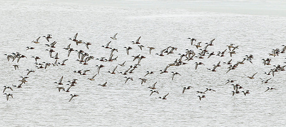 Northern Shovelers in Flight