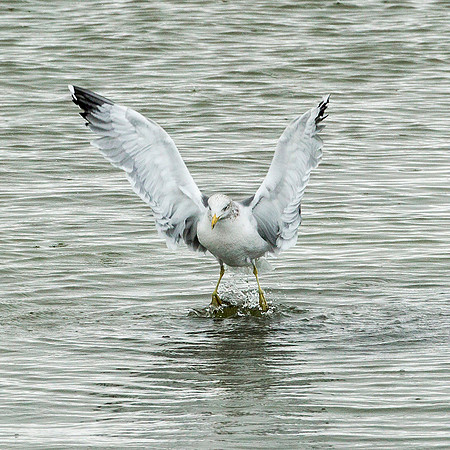California Gull
